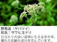 ��n�ǁi���o�c�C�j�@�a���F�T���q���h���@��������̗ǂ����n�ɐ����鑽�N���B�D�ꂽ�R�_���������܂�ł��܂��B