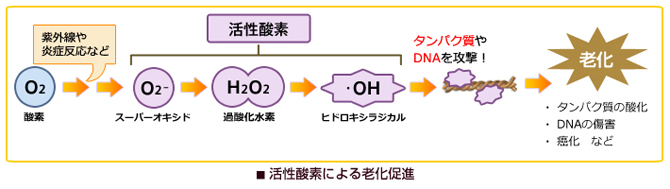 肌老化は酸化が原因？活性酸素がお肌に与える影響と酸化の対処法｜コラム｜基礎化粧品ドモホルンリンクル
