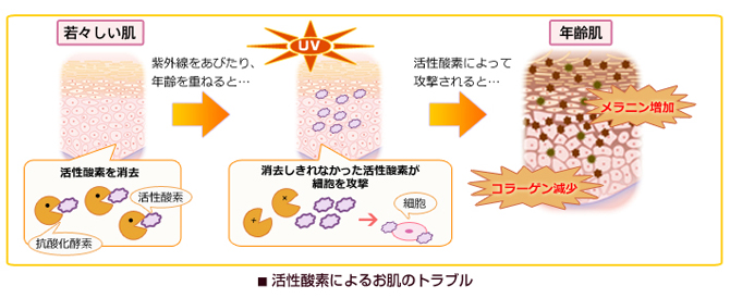 肌老化は酸化が原因 活性酸素がお肌に与える影響と酸化の対処法 コラム 基礎化粧品ドモホルンリンクル