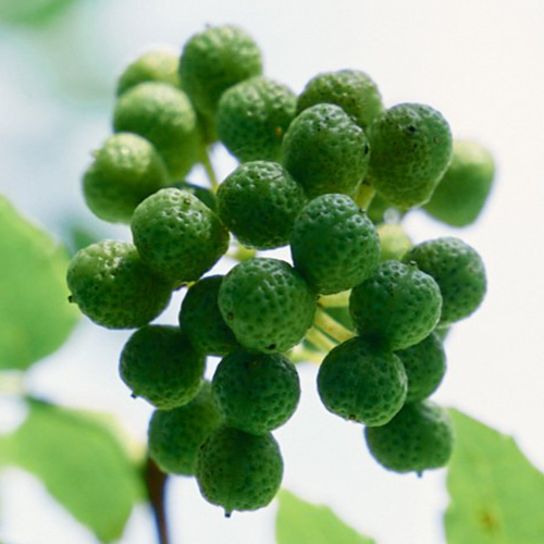 ���������₩�ɕۂ�ˎR����q