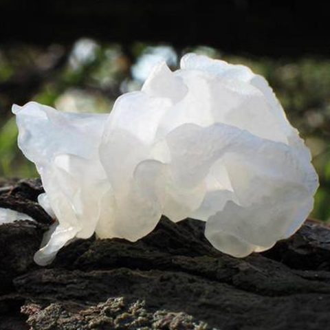 �q�A�������_���������ې��͔��L�N���Q