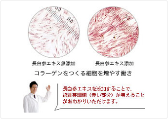 コラーゲンをつくる細胞を増やす働き