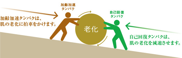 加速加齢タンパクと自己回復タンパクの関係