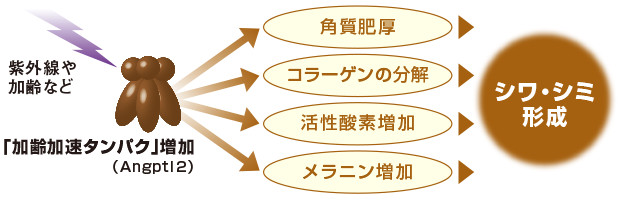 加齢加速タンパクとシワ・シミ形成の関係