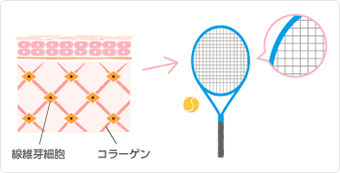 コラーゲンはラケットのガットのように張りめぐらされています。