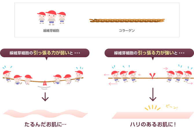線維芽細胞の引っ張る力がお肌のハリに関係しています。