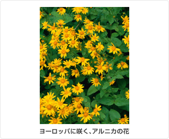 ヨーロッパに咲く、アルニカの花
