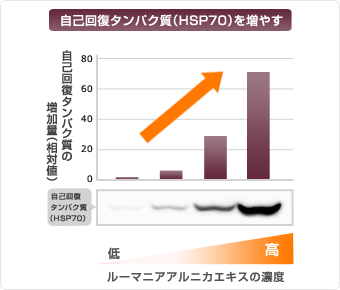 自己回復タンパク質(HSP70)を増やす