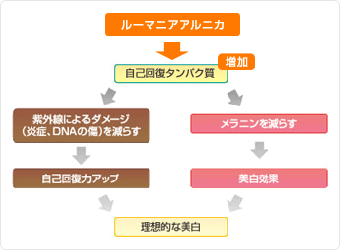 自己回復タンパク質を増やすルーマニアアルニカ