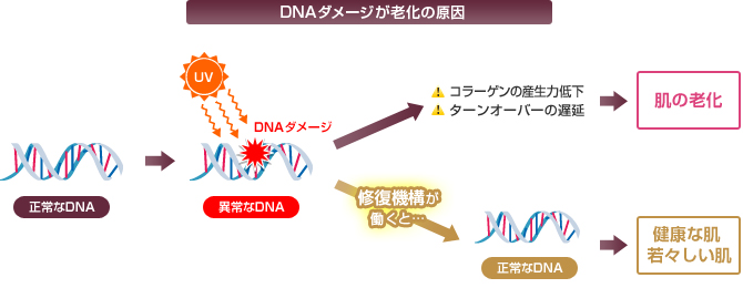 DNAダメージが老化の原因