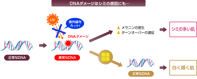 DNAダメージはシミの原因にも