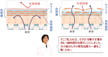 セラミドの役割