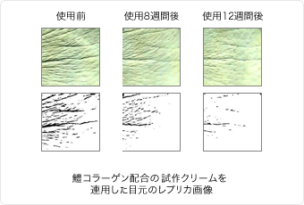 鱧コラーゲン配合の試作クリームを適用した目元のレプリカ画像