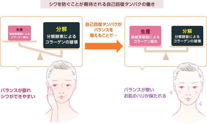 シワを防ぐことが期待される自己回復タンパクの働き