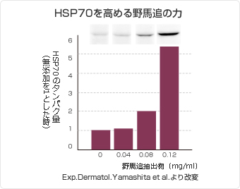 HSP70(ヒートショックプロテイン70)を高める野馬追の力