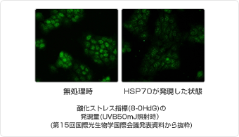無処理時とHSP70が発現した状態の酸化ストレス指標の発現量の違い