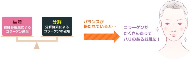 コラーゲンの生産と分解のバランスが保たれていると・・・コラーゲンがたくさんあってハリのあるお肌に!