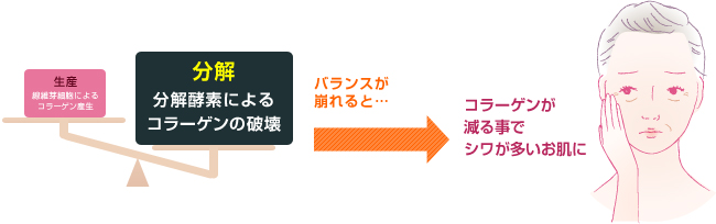 コラーゲンの生産と分解のバランスが崩れると・・・コラーゲンが減る事でシワの多いお肌に