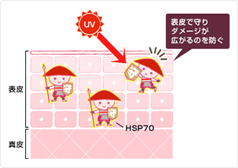 表皮で守りダメージが広がるのを防ぐ