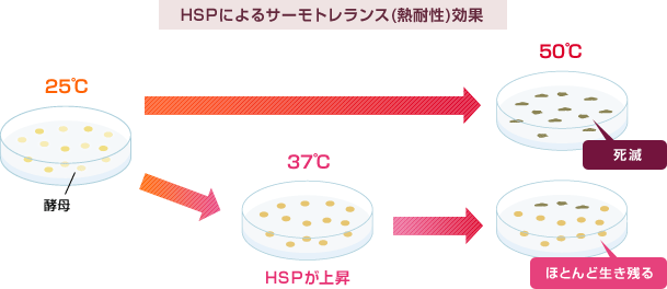 ヒートショックプロテイン(HSP)によるサーモトレランス(熱耐性)効果