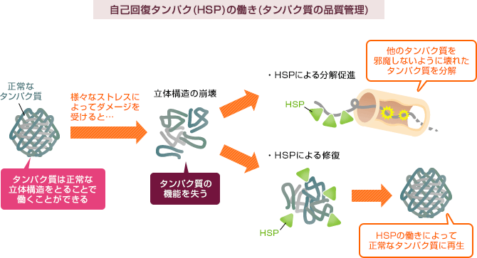 自己回復タンパク(ヒートショックプロテイン)の働き(タンパク質の品質管理)