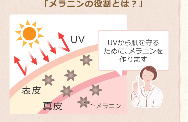「メラニンの役割とは?」UVから肌を守るために、メラニンを作ります