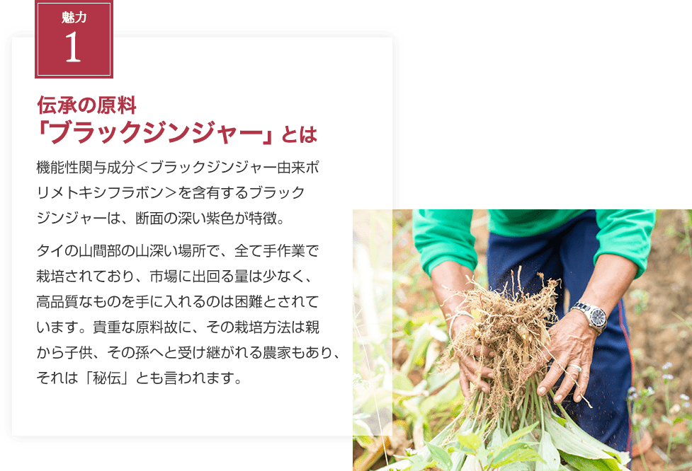 REASON1 伝承の原料 ブラックジンジャーとは 機能性関与成分<ブラックジンジャー由来ポリメトキ シフラボン>を含有するブラックジンジャーは、断面の深い紫色が特徴。タイの山間部の山深い場所で、全て手作業で栽培されており、市場に出回る量は少なく、高品質なものを手に入れるのは困難とされています。貴重な原料故に、その栽培方法は親から子供、その孫へと受け継がれる農家もあり、それは「秘伝」とも言われます。