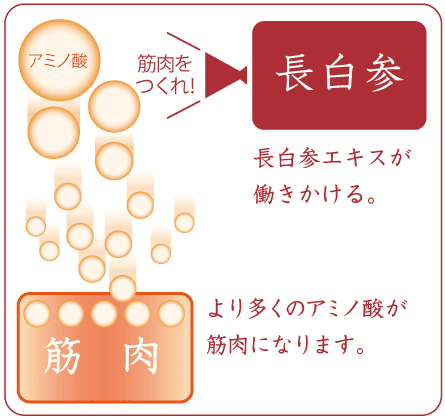 長白参エキスが働きかける。