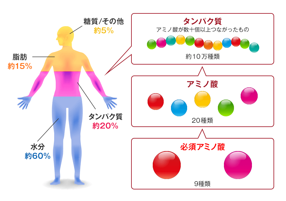 「アミノ酸」の画像検索結果