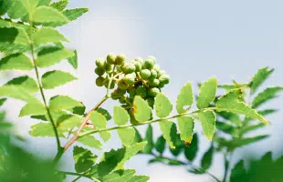 ��ˎR����q�G�L�X�̉摜