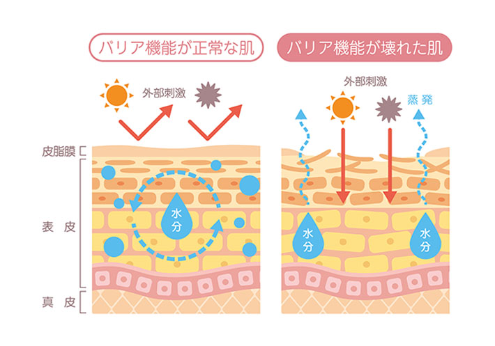 肌 水分量 解説イラスト