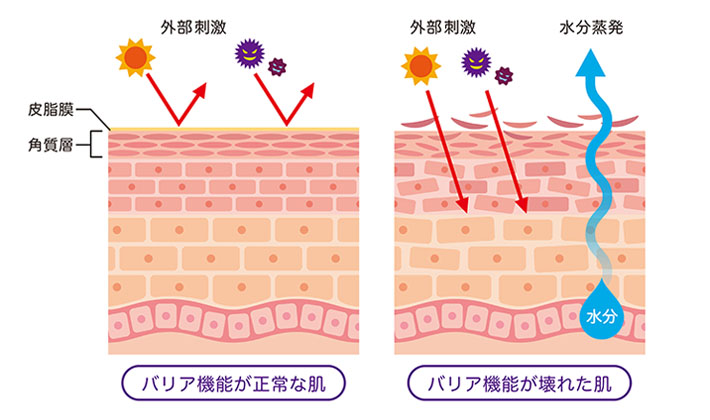 皮膚 構造イラスト