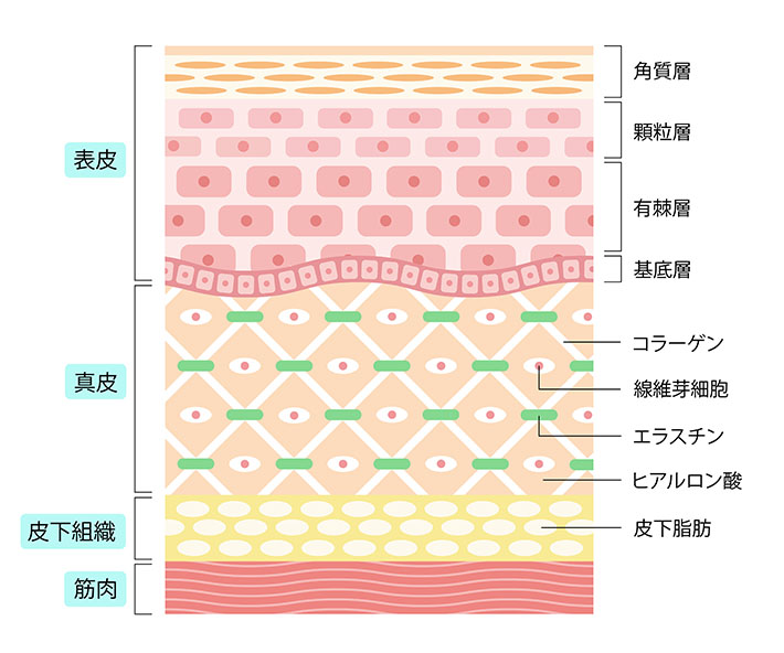 皮膚 構造イラスト2