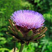 �A�[�e�B�`���[�N�G�L�X