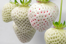 �z���C�g�X�g���x���[