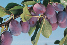 �v���[���G�L�X