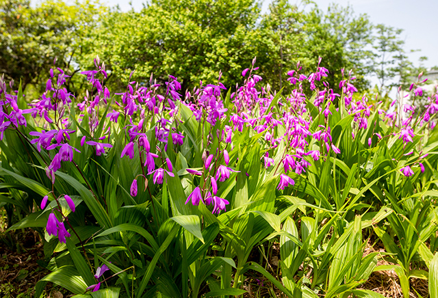 �V�����C���[�W