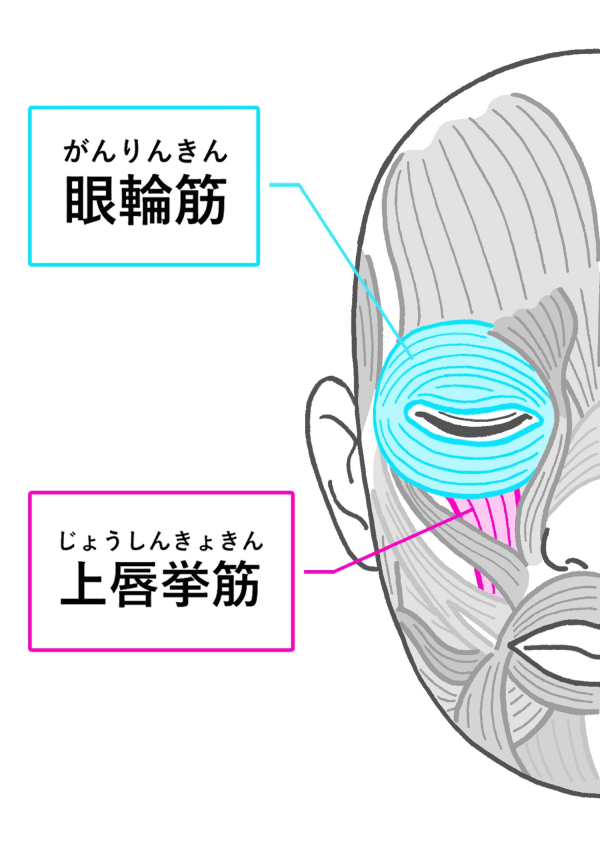 筋肉説明画像
