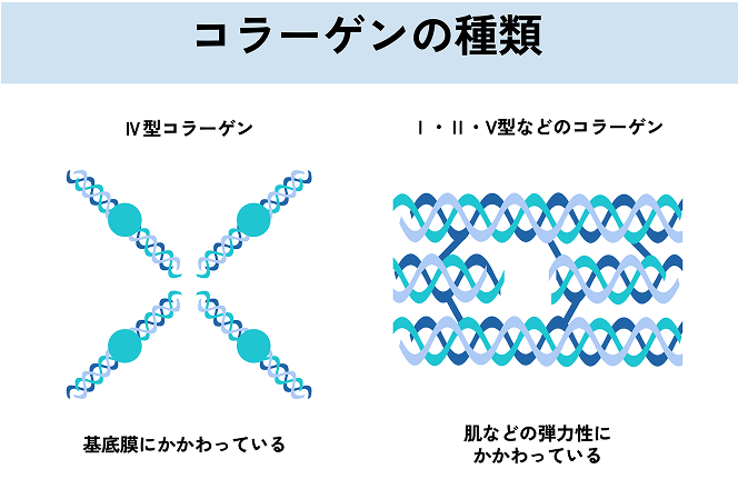 コラーゲンの種類