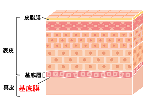 肌の断面イメージ画像