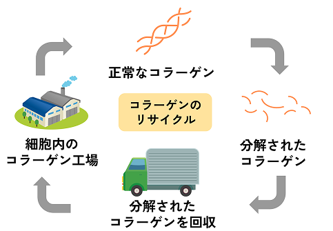 コラーゲンがリサイクルされる様子