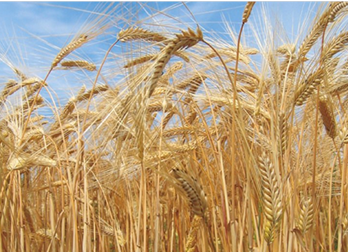 GABA�̌����̎ʐ^