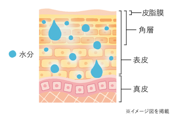 バリア機能が整った肌 画像