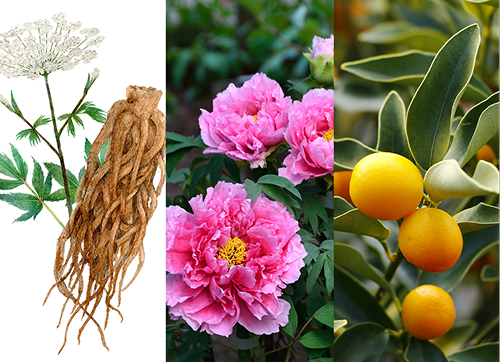 �u��a���A�v�u��a�V���N���N�v�u��a�k�v�̎ʐ^