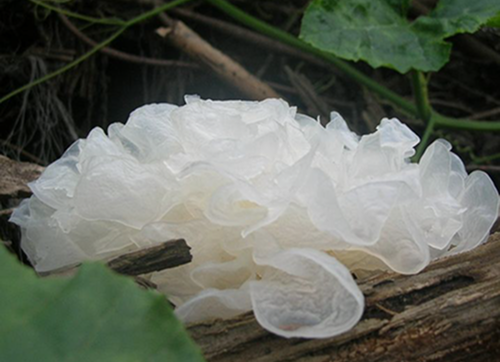 ���L�N���Q