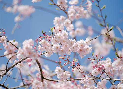 �ďt�ِ��򏊂̕~�n���̍�