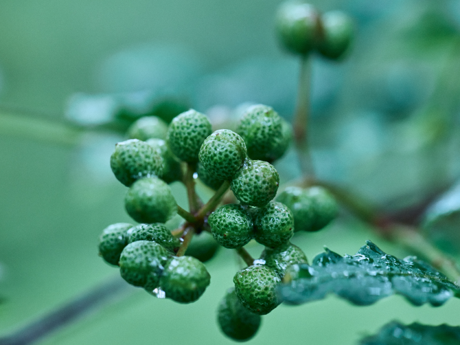 yV{4_ɔzzuANeBuvɃAv[`IwˎRqGLXxƂ́H