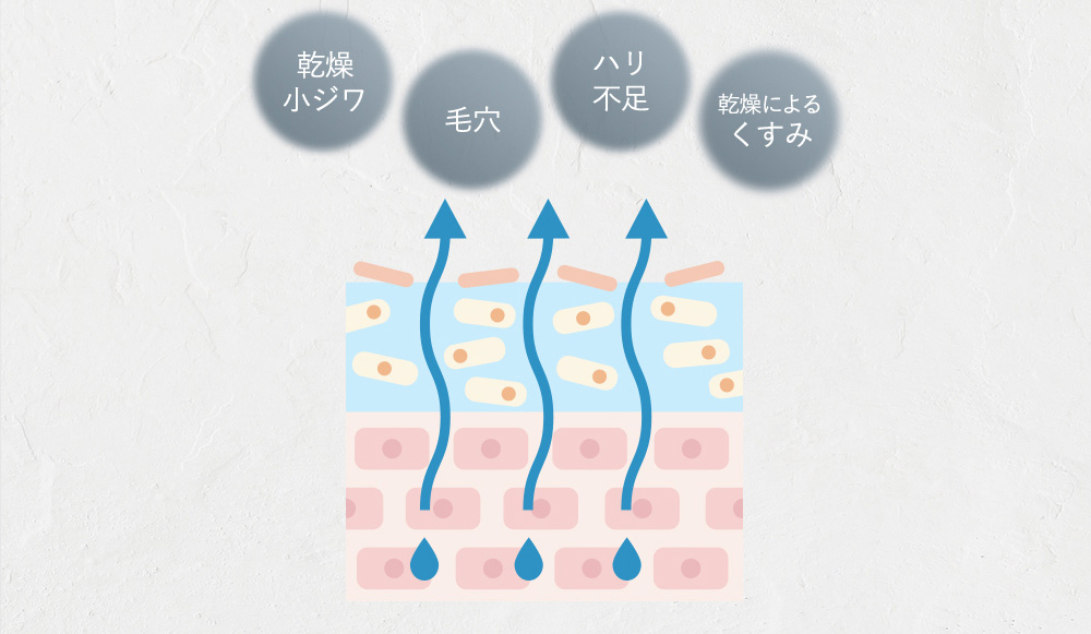 乾燥小ジワ 毛穴 ハリ不足 乾燥によるくすみ 肌図
