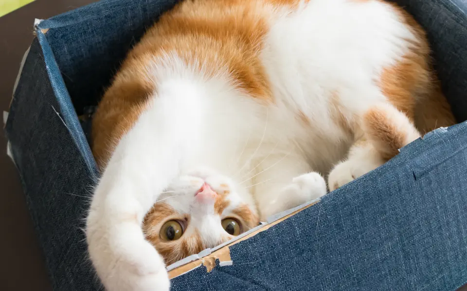 �L���Q�]��ł����������l�q