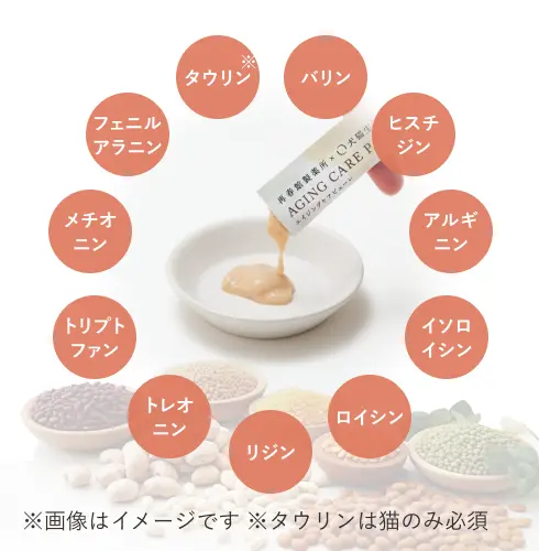 11��̕K�{�A�~�m�_